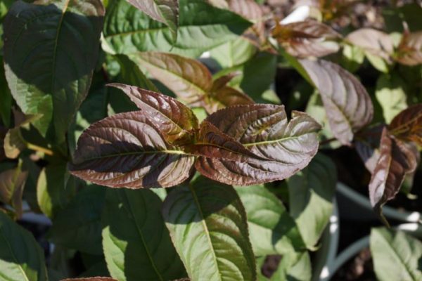 3 gallon 12" - Kodiak® Black Diervilla (DIERVILLA S. KODIAK® BLACK) - 3 gallon 12" - 3 gallon 12"