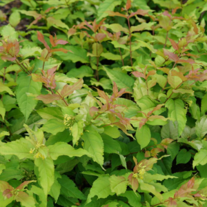 3 gallon 15" - Kodiak Fresh® Honeysuckle (DIERVILLA S. KODIAK FRESH) - 3 gallon 15" - 3 gallon 15"