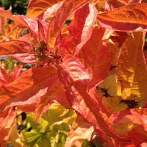 3 gallon 15" - Kodiak® Orange Honeysuckle (DIERVILLA S. KODIAK® ORANGE) - 3 gallon 15" - 3 gallon 15"