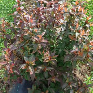 3 gallon 12" - Kodiak® Red Diervilla (DIERVILLA S. KODIAK® RED) - 3 gallon 12" - 3 gallon 12"