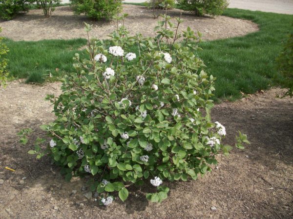 3 gallon 18" - Korean Spice Viburnum (VIBURNUM CARLESII) - 3 gallon 18" - 3 gallon 18"