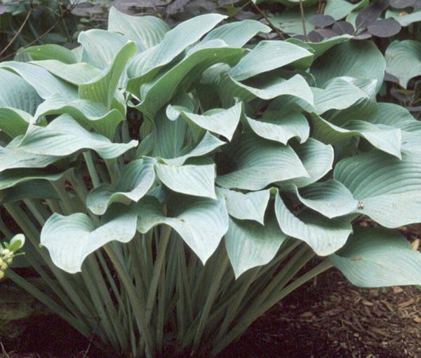 1 gallon - Krossa Regal Plantain Lily (HOSTA KROSSA REGAL) - 1 gallon - 1 gallon