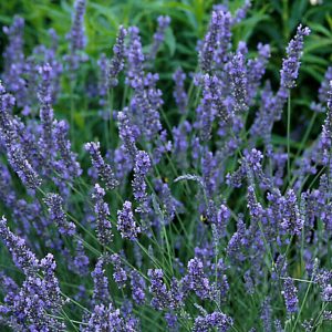 LAVANDULA A. 'GROSSO'  17CM