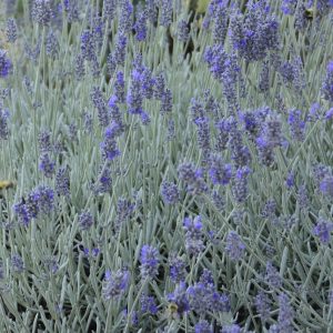 LAVANDULA A. 'SILVER MIST'  17CM PTW