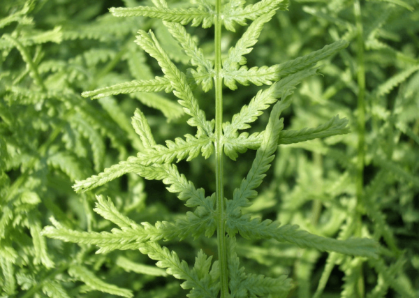 1 gallon - Lady Fern Dre's Dagger (FERN -DRES DAGGER) - 1 gallon - 1 gallon