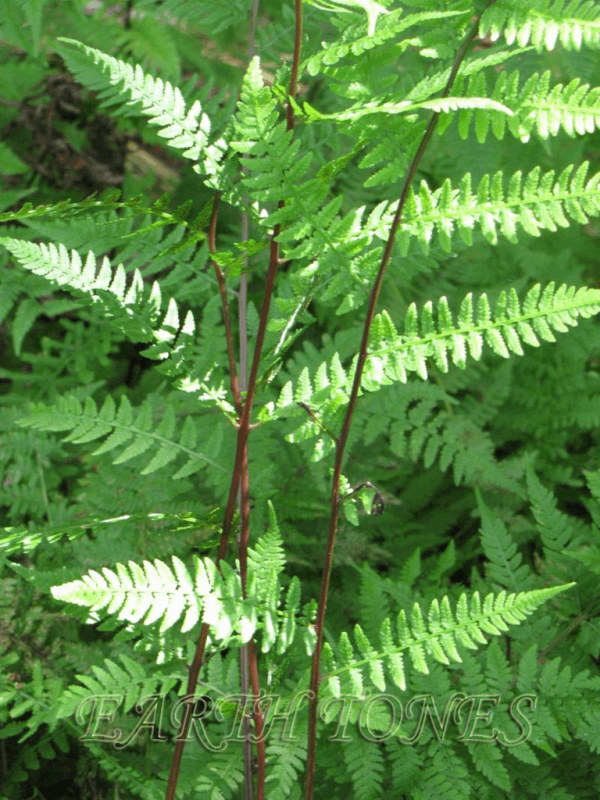 1 gallon - Lady In Red Lady Fern (FERN -LADY IN RED) - 1 gallon - 1 gallon