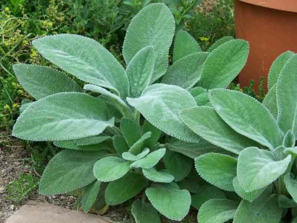 1 gallon - Lamb’s Ear, Woundwort (STACHYS B. HELEN VON STEIN) - 1 gallon - 1 gallon
