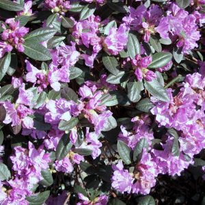 3 gallon 15" - Landmark PJM Rhododendron (RHODO. PJM LANDMARK) - 3 gallon 15" - 3 gallon 15"