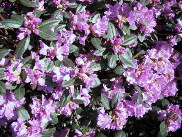 3 gallon 15" - Landmark PJM Rhododendron (RHODO. PJM LANDMARK) - 3 gallon 15" - 3 gallon 15"