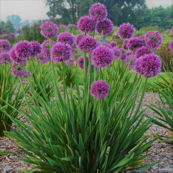 1 gallon - Lavender Bubbles Ornamental Onion (ALLIUM LAVENDER BUBBLES) - 1 gallon - 1 gallon