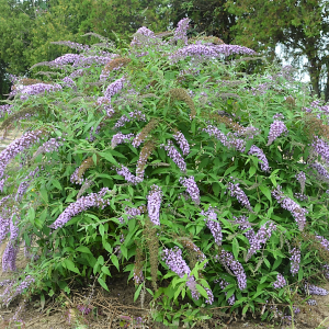 3 gallon - Lavender Cascade Butterfly Bush (BUDDLEIA LAVENDER CASCADES) - 3 gallon - 3 gallon