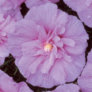 3 gallon 18" - Lavender Chiffon® Rose of Sharon (HIBISCUS S. LAV. CHIFFON) - 3 gallon 18" - 3 gallon 18"