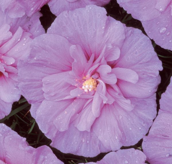 3 gallon 18" - Lavender Chiffon® Rose of Sharon (HIBISCUS S. LAV. CHIFFON) - 3 gallon 18" - 3 gallon 18"