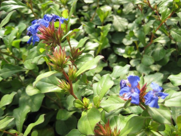 1 gallon - Leadwort (CERATOSTIGMA PLUMBAGINOIDES) - 1 gallon - 1 gallon