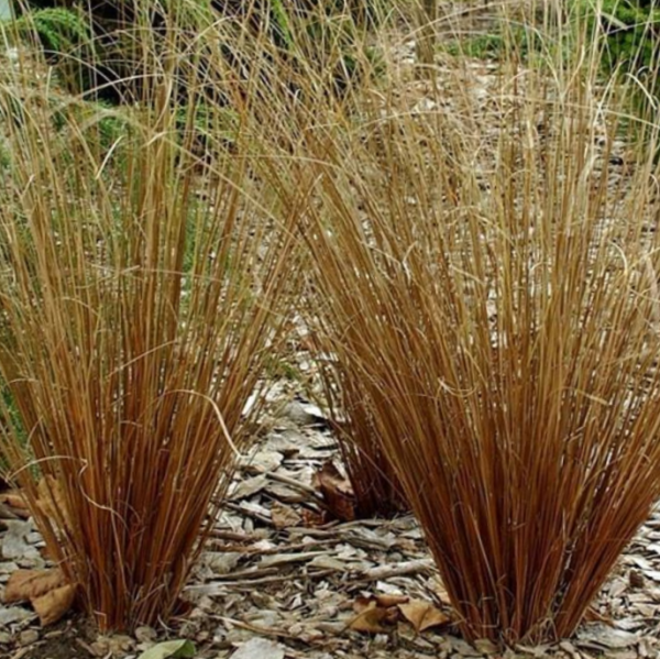 1 gallon - Leatherleaf Sedge (GRASS - CAREX FIREFOX) - 1 gallon - 1 gallon