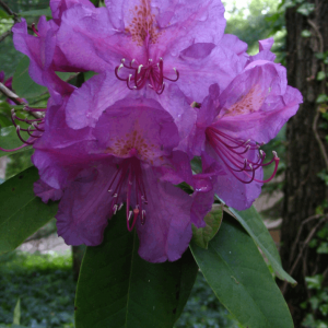 3 gallon 15" - Lee's Dark Purple Rhododendron (RHODO. LEES DARK PURPLE) - 3 gallon 15" - 3 gallon 15"