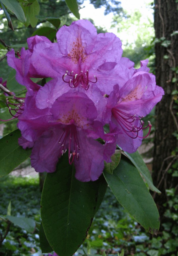 3 gallon 15" - Lee's Dark Purple Rhododendron (RHODO. LEES DARK PURPLE) - 3 gallon 15" - 3 gallon 15"