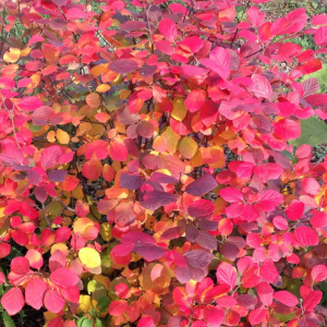 2 gallon - Legend Of The Fall® Bottlebrush (FOTHERGILLA X.I. LEGEND OF THE FALL) - 2 gallon - 2 gallon