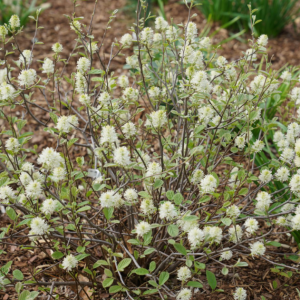 3 gallon 15" - Legend of the Small® Bottlebrush (FOTHERGILLA X.I. LEGEND OF THE SMALL) - 3 gallon 15" - 3 gallon 15"