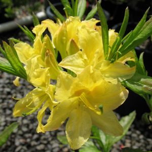 3 gallon 15" - Lemon Light Azalea (AZALEA EX. LEMON LIGHT) - 3 gallon 15" - 3 gallon 15"