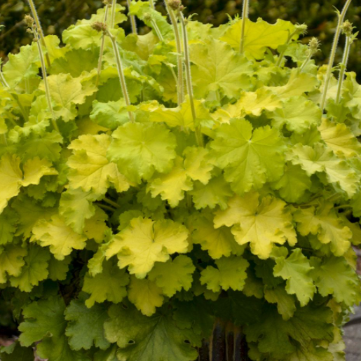 1 gallon - Lemon Love Coralbells (HEUCHERA LEMON LOVE) - 1 gallon - 1 gallon