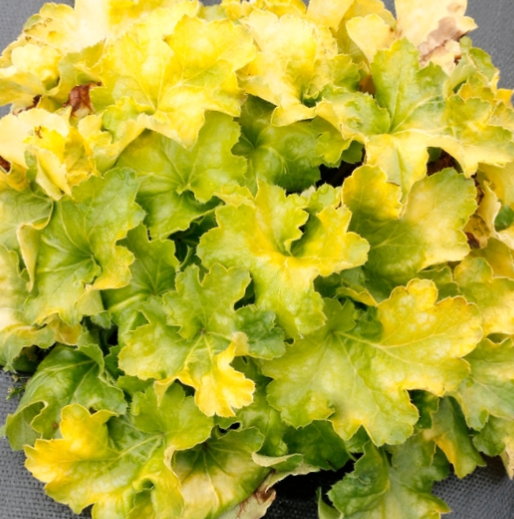 1 gallon - Lemon Supreme Coral Bells (HEUCHERA LEMON SUPREME) - 1 gallon - 1 gallon