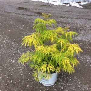 Lemony Lace® Elderberry (SAMBUCUS LEMONY LACE)