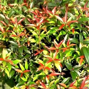2 gallon 12" - Leocothoe Rejoyce (LEUCOTHOE REJOYCE) - 2 gallon 12" - 2 gallon 12"