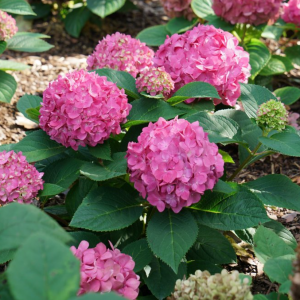 3 gallon - Let's Dance ¡Arriba!® Reblooming Hydrangea (HYDRANGEA M. LETS DANCE ARRIBA) - 3 gallon - 3 gallon