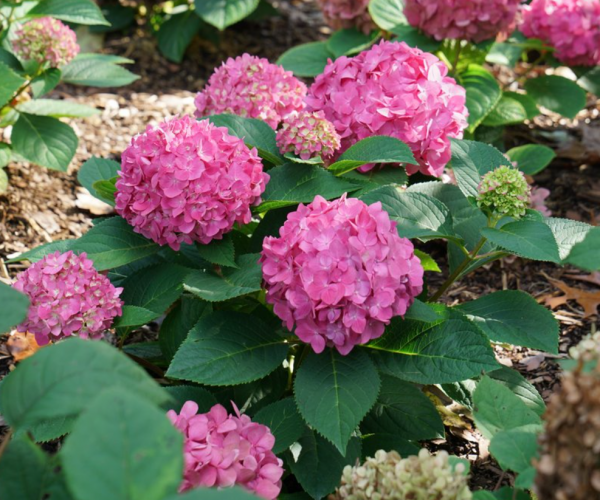 3 gallon - Let's Dance ¡Arriba!® Reblooming Hydrangea (HYDRANGEA M. LETS DANCE ARRIBA) - 3 gallon - 3 gallon
