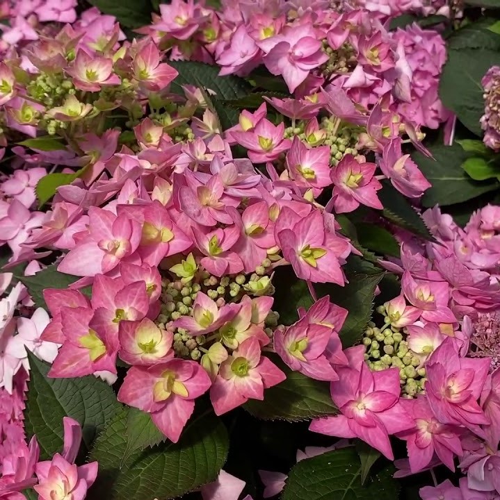 3 gallon - Let's Dance Can Do!® Reblooming hydrangea (HYDRANGEA M. LETS DANCE CAN DO) - 3 gallon - 3 gallon