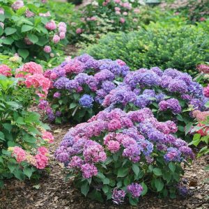 3 gallon - Let's Dance Lovable® Bigleaf Hydrangea (HYDRANGEA M. LETS DANCE LOVABLE) - 3 gallon - 3 gallon