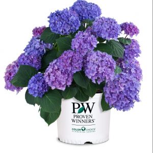 2 gallon - Let's Dance® Rhythmic Blue® Reblooming Hydrangea (HYDRANGEA M. LETS DANCE® RHYTHMIC BLUE) - 2 gallon - 2 gallon