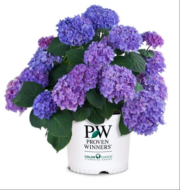 2 gallon - Let's Dance® Rhythmic Blue® Reblooming Hydrangea (HYDRANGEA M. LETS DANCE® RHYTHMIC BLUE) - 2 gallon - 2 gallon