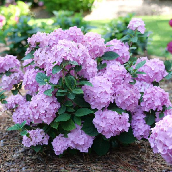 3 gallon - Let's Dance Sky View® Reblooming Hydrangea (HYDRANGEA M. LETS DANCE SKY VIEW) - 3 gallon - 3 gallon