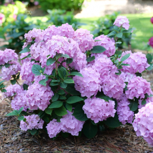 3 gallon - Let's Dance Sky View® Reblooming Hydrangea (HYDRANGEA M. LETS DANCE SKY VIEW) - 3 gallon - 3 gallon
