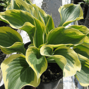 1 gallon - Liberty Plantain Lily (HOSTA LIBERTY) - 1 gallon - 1 gallon