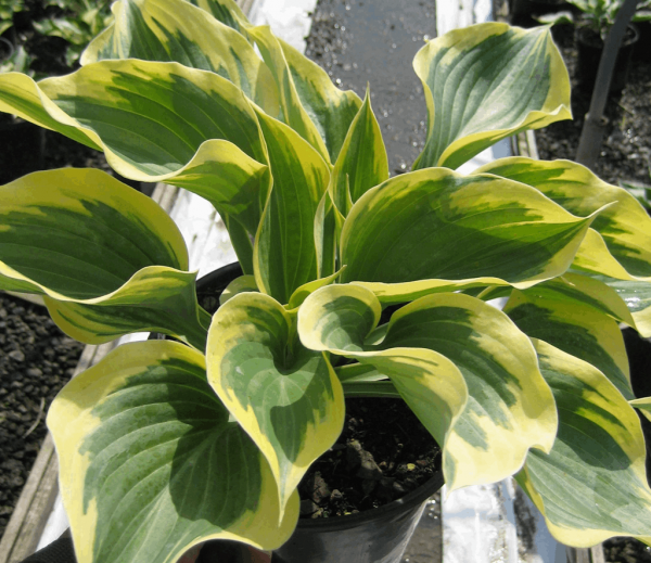 1 gallon - Liberty Plantain Lily (HOSTA LIBERTY) - 1 gallon - 1 gallon