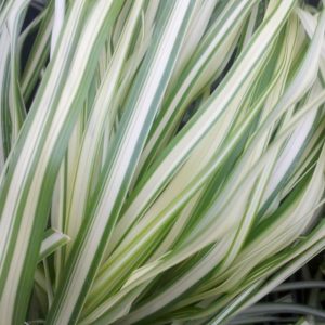 3 gallon - Lightning Strike™ Feather Reed Grass (GRASS - CAL. LIGHTNING STRIKE) - 3 gallon - 3 gallon