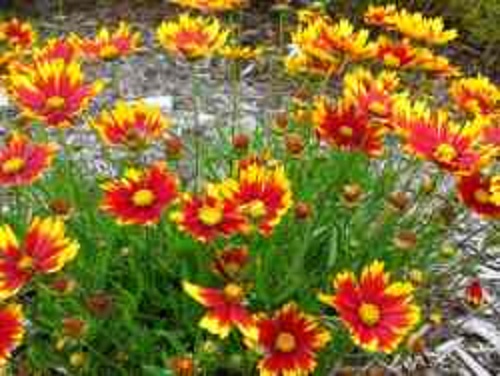 1 gallon - Li'l Bang™ Daybreak Coreopsis (COREOPSIS X LIL BANG DAYBREAK) - 1 gallon - 1 gallon