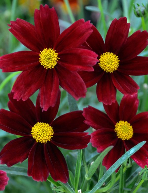 1 gallon - Li’l Bang™ Red Elf Tickseed (COREOPSIS X LIL BANG RED ELF) - 1 gallon - 1 gallon