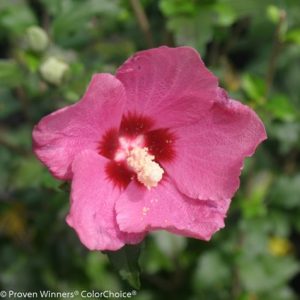 2 gallon - Lil' Kim® Red Rose of Sharon (HIBISCUS S. LIL KIM® RED) - 2 gallon - 2 gallon