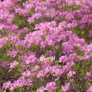 3 gallon 15" - Lilac Lights™ Azalea (AZALEA EX. LILAC LIGHT) - 3 gallon 15" - 3 gallon 15"