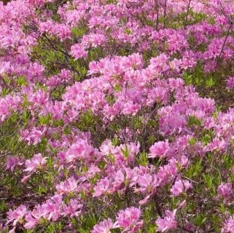 3 gallon 15" - Lilac Lights™ Azalea (AZALEA EX. LILAC LIGHT) - 3 gallon 15" - 3 gallon 15"