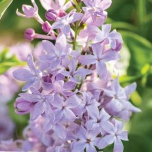 3 gallon - Lilac New Age Lavender (SYRINGA NEW AGE LAVENDER) - 3 gallon - 3 gallon