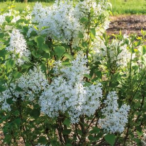 3 gallon - Lilac New Age White (SYRINGA NEW AGE WHITE) - 3 gallon - 3 gallon
