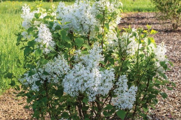 3 gallon - Lilac New Age White (SYRINGA NEW AGE WHITE) - 3 gallon - 3 gallon