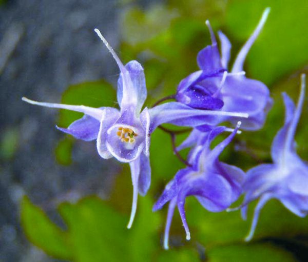 1 gallon - Lilafee Barrenwort (EPIMEDIUM GR. LILAFEE) - 1 gallon - 1 gallon