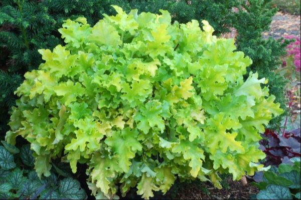 1 gallon - Lime Marmalade Coral Bells (HEUCHERA LIME MARMALADE) - 1 gallon - 1 gallon