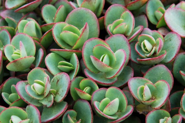 1 gallon - Lime Zinger Stoncrop (N&C SEDUM LIME ZINGER) - 1 gallon - 1 gallon